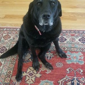 Meet your Posher, Judy